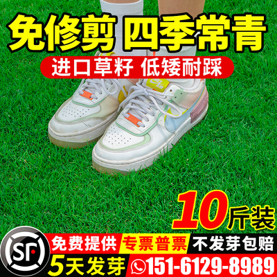 草坪种子耐寒耐旱护坡狗牙根草籽