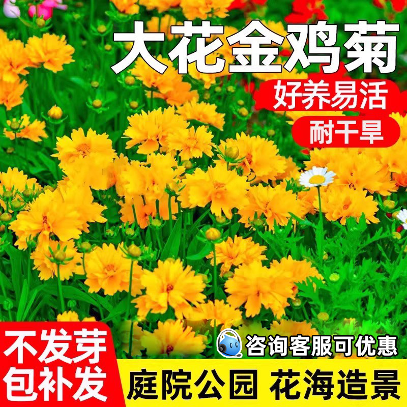 大花金鸡菊花种子四季播种庭院别墅公园花海景观花卉野花组合花籽