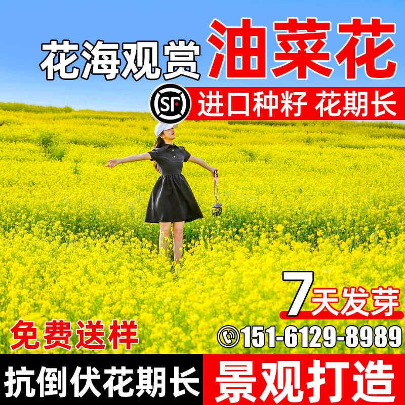油菜花种子彩色油菜花四季播种