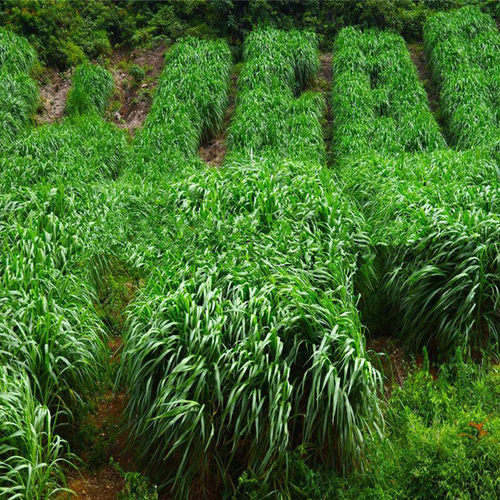 黑麦草子四季高产牧草种籽多年生