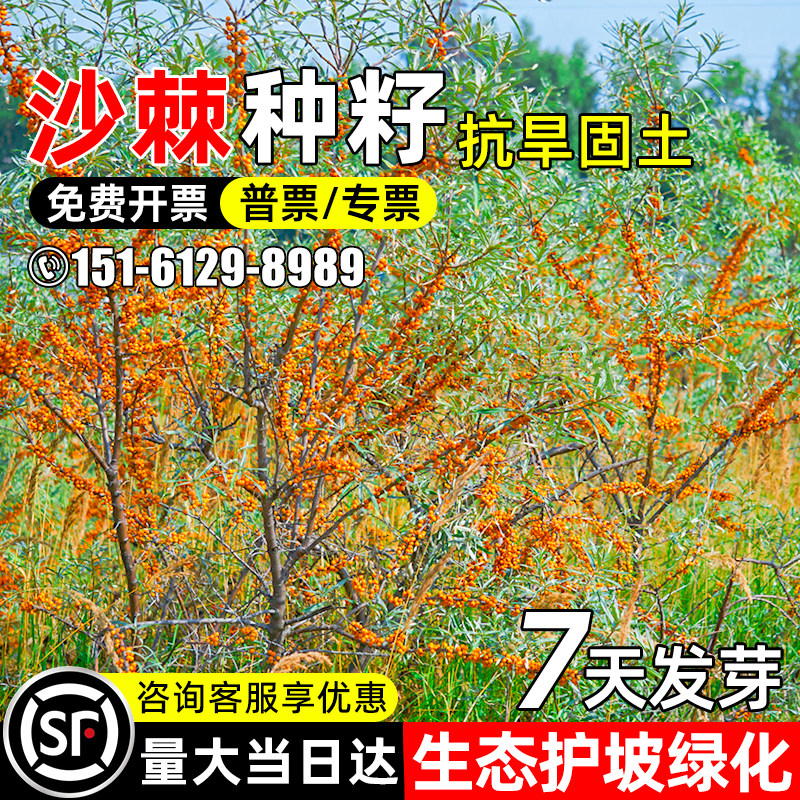 沙棘种子荒地复绿抗旱固土灌木草籽多年生绿化耐贫瘠生态修复种籽