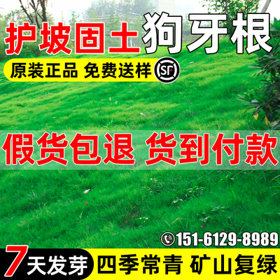狗牙根草坪草籽耐旱耐热护坡复绿