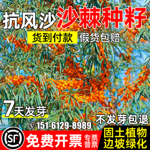 沙棘种子四季多年生防风沙固土植物荒地复绿耐寒耐旱灌木护坡草籽