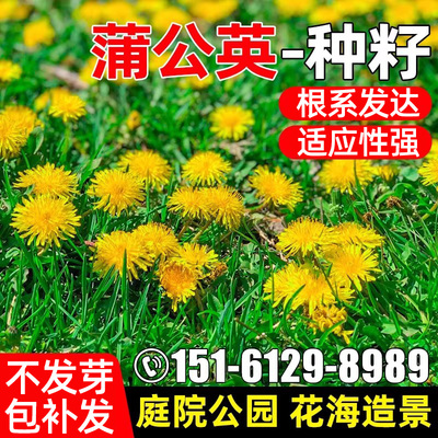 蒲公英种子庭院公园四季花海野菜