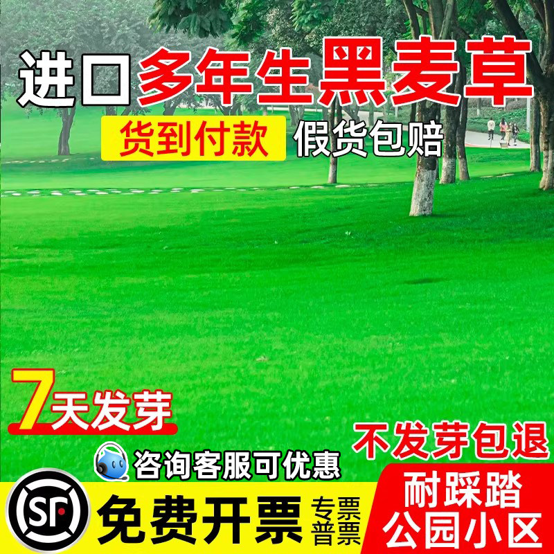 进口黑麦草种子耐寒耐旱多年生草籽矮生耐践踏公园小区绿化草种籽
