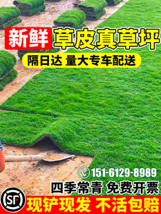 草皮真草坪带泥土庭院别墅花园绿化四季青果岭草台湾草马尼拉护坡