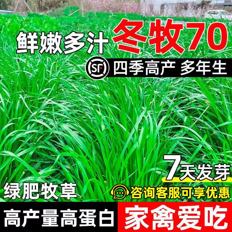 冬牧70黑麦草种子四季高产牧草种籽多年生畜牧养殖家禽喜食高蛋白