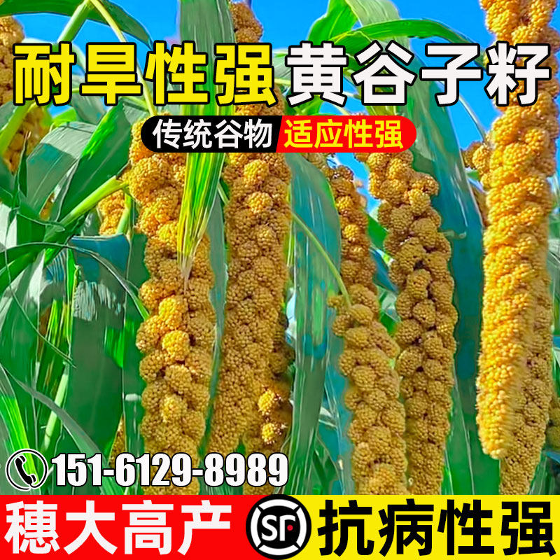 黄谷子穗大高产鹦鹉鸟粮食小米籽