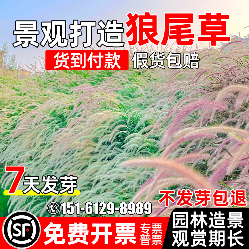 狼尾草种籽景观观赏公园美化