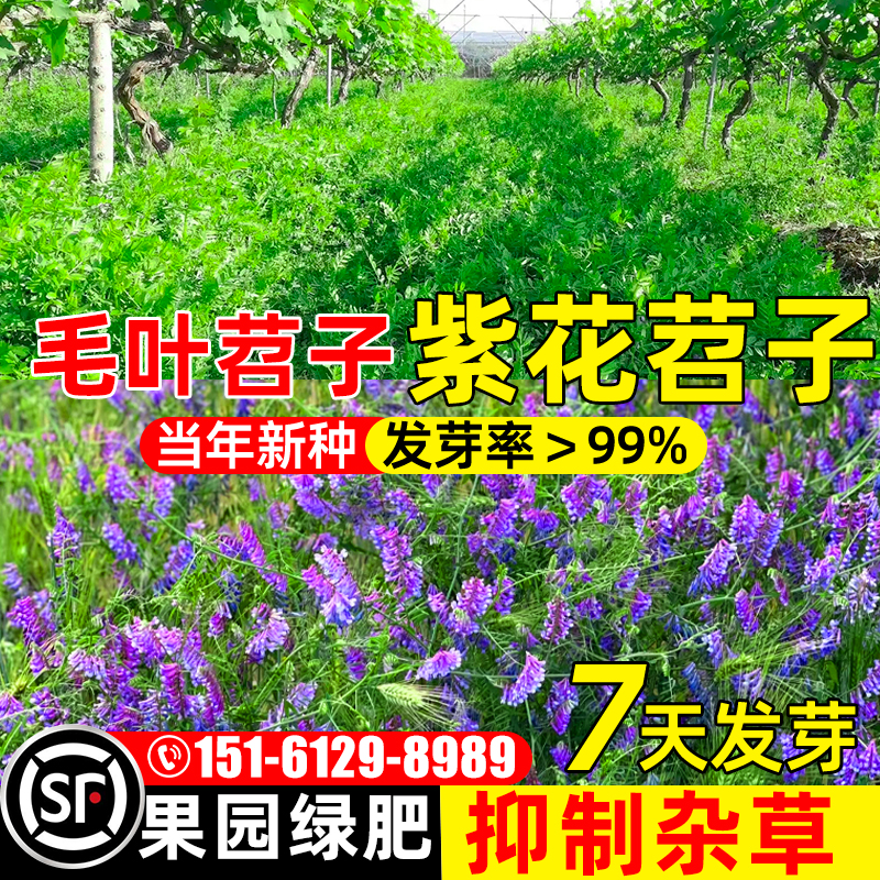 紫花苕子蜜源种子豌豆种子多年生
