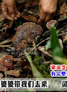 灵芝10g四川米仓JEC山散装芝芝林芝整枝灵赤0灵芝非西藏灵灵芝红