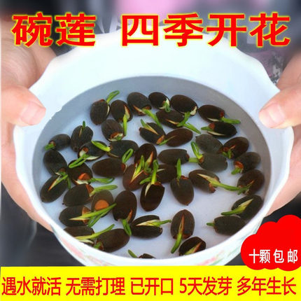 小型鱼缸造景水草碗莲种子一叶莲鱼池四季开花水培植物睡莲K815
