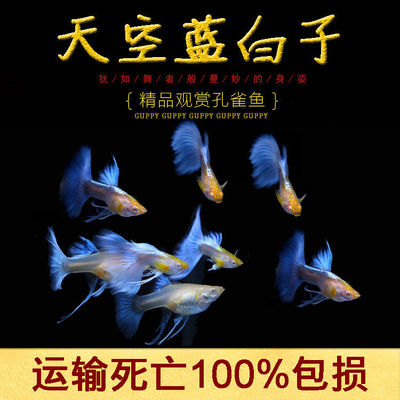 临产孕母孔雀鱼天空观赏鱼鱼苗纯种好养淡水热带耐活凤尾热带鱼