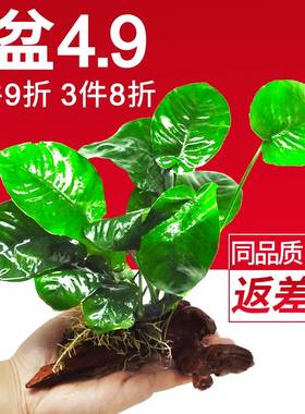 水榕草沉木水迷草懒人阴性活体九冠鱼缸真草植水物大叶榕你榕造景