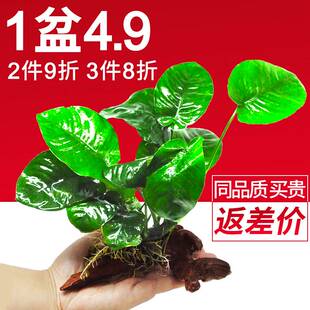 水榕草沉木水迷草懒人阴性活体九冠鱼缸真草植水物大叶榕你榕造景