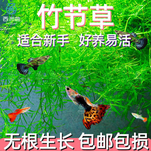 印度竹节草好养耐活水草植物孔雀鱼虾躲避中后景淡水增氧净化水质
