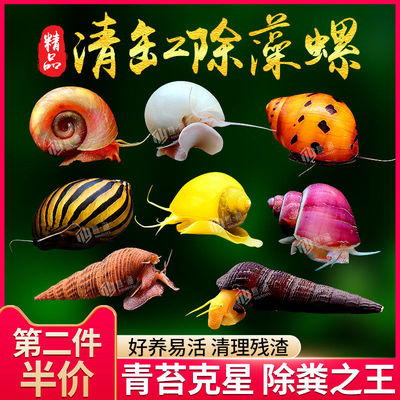 观赏螺苹果螺黑金刚彩蛋螺神秘黄金斑马洋葱清洁除藻工具螺活体螺