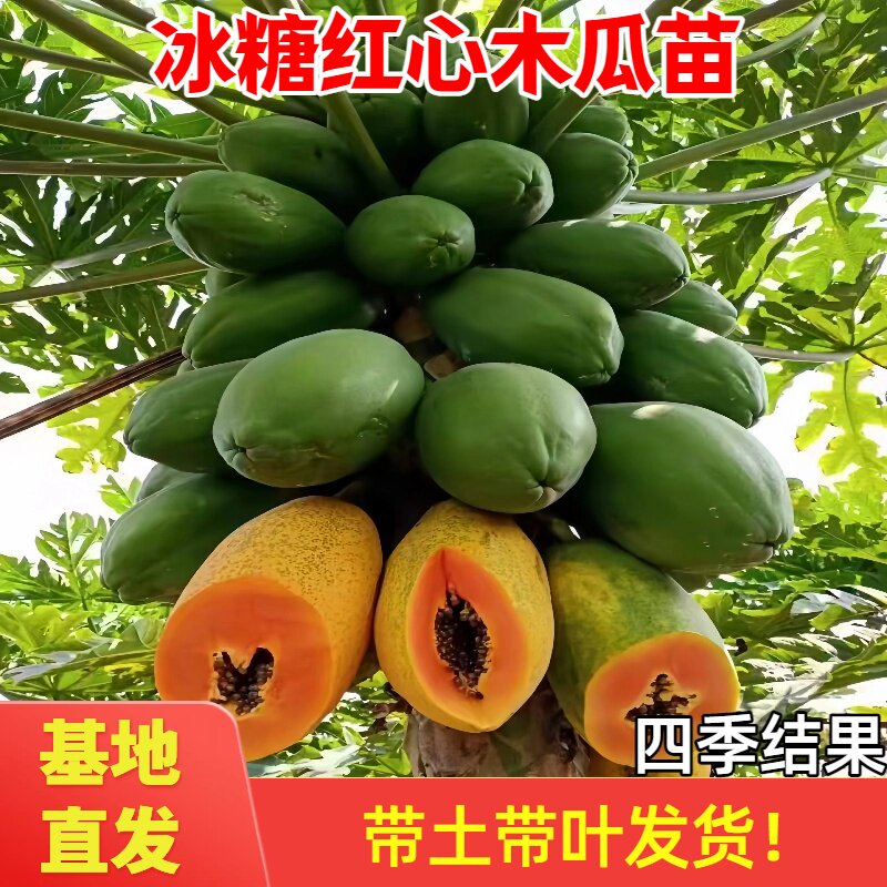 木瓜树苗大青红心水果木瓜冰糖红心木瓜苗庭院阳台盆栽带土带叶