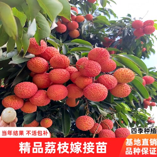 精品荔枝嫁接苗易种植当年结果