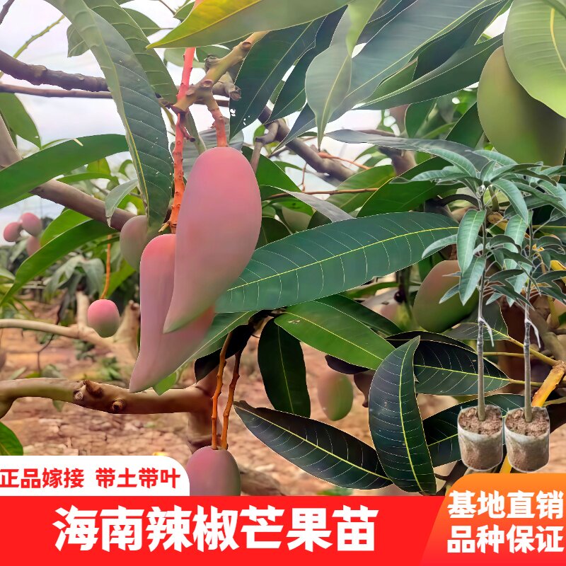 新品种辣椒芒果苗海南辣椒芒果树嫁接苗核小四季种植庭院阳台盆栽