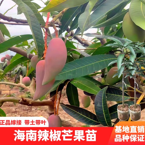 新品种辣椒芒果嫁接苗四季种植