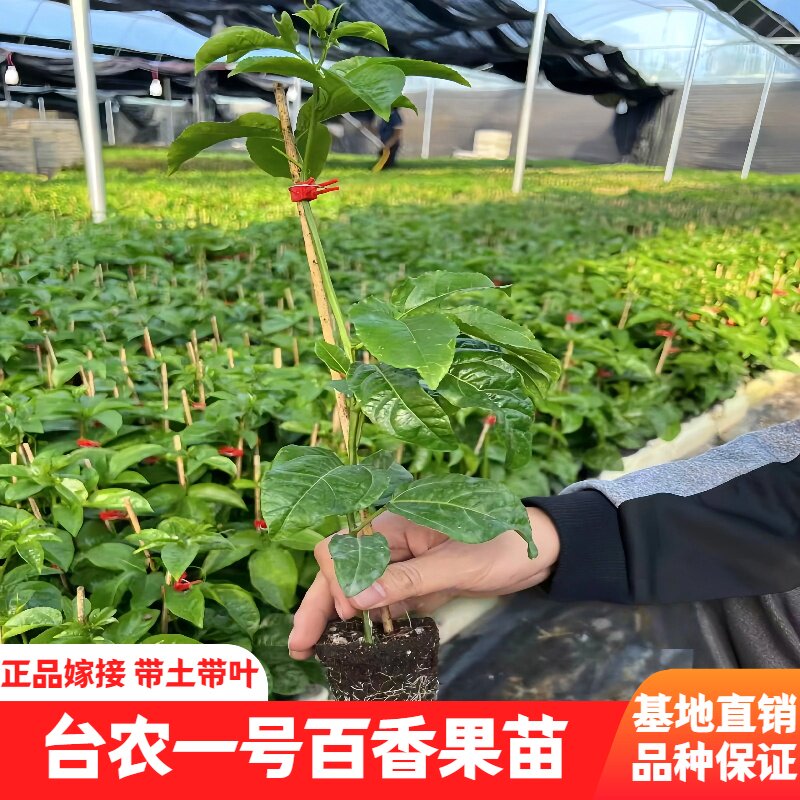 台农一号百香果苗嫁接带土带叶图片