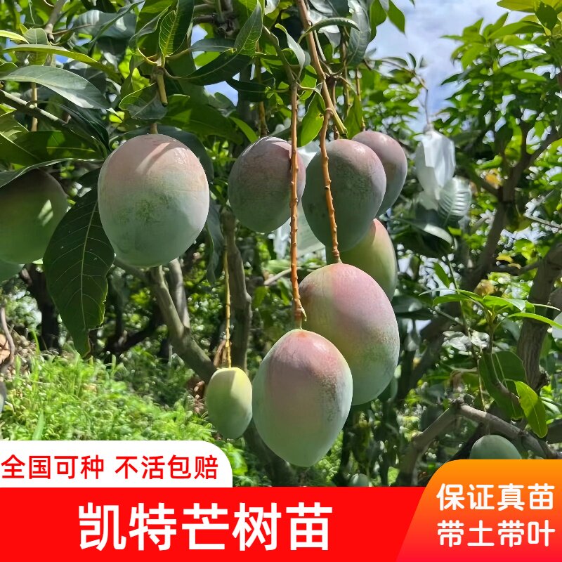 攀枝花凯特芒果苗正宗嫁接芒果树苗巨无霸大芒果树苗盆栽带土