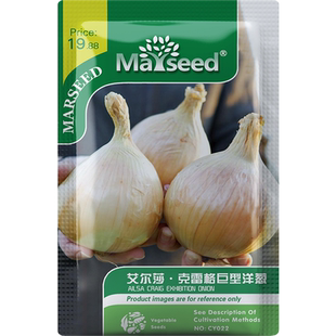 【新品推荐】英国传家宝艾尔莎·克雷格巨型洋葱种子新鲜蔬菜孑籽