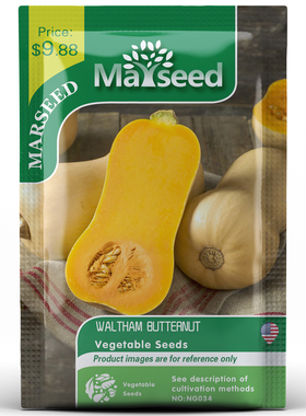 【MARSEED火星家】Waltham Butternut沃尔瑟姆小胡桃南瓜种子籽苗