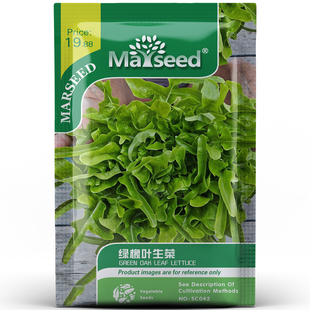 高颜值绿橡叶生菜带锯齿翠绿舒展脆嫩多汁沙拉西餐阳台种孑子籽