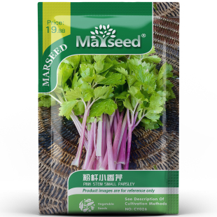 高颜值粉杆小香芹快速生长增味去腥清新脆嫩水果蔬菜种孑子籽