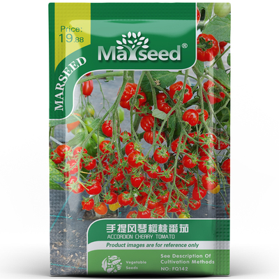 高颜值多花手提风琴樱桃番茄种子