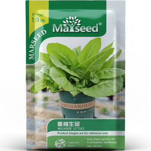 特色可口麦肯生菜种子种苗脆嫩多产高颜值沙拉三明治蔬菜B180