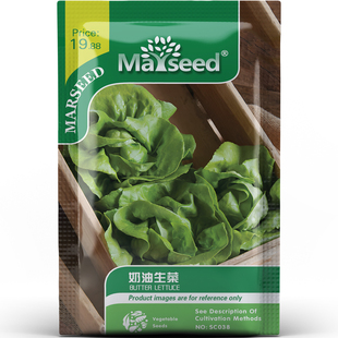 温柔风奶油生菜口感柔滑搭配牛排沙拉蔬菜种子种苗家庭小菜园A187