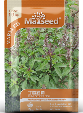 风味特色品种丁香罗勒香草可鲜食晒干阳台室内盆栽好种子种苗A156