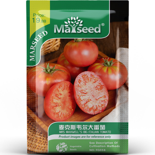 麦克斯韦尔大番茄种子种苗传家宝深粉大果浓郁风味早结果蔬菜C211