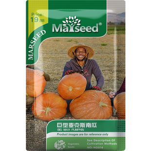 【新品推荐】古老进口传家宝巨型麦克斯的南瓜雕刻展示种子孑籽苗
