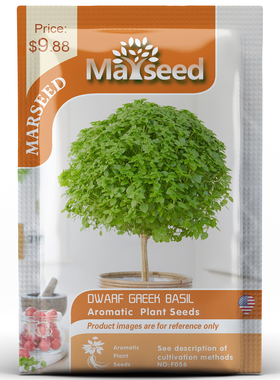 【掌柜推荐】进口棒棒糖罗勒Dwarf Greek Basil 希腊人罗勒种子