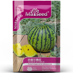 夏日的甜心小金兰礼品西瓜种孑子籽 花皮黄肉口感香甜花园易种植