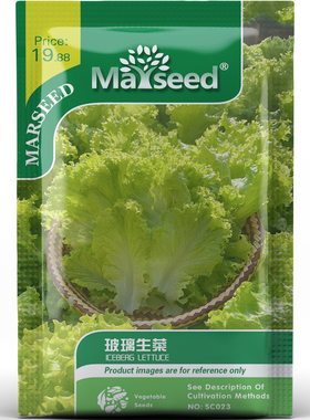 多产高颜值玻璃生菜种子种苗软嫩清甜可生吃阳台庭院蔬菜B172