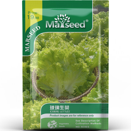 多产高颜值玻璃生菜种子种苗软嫩清甜可生吃阳台庭院蔬菜B172