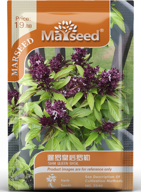 泰国热门稀有品种暹罗皇后罗勒香草浓郁东南亚辛香味种子种苗A159