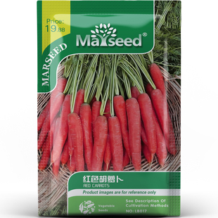 高颜值多产红色胡萝卜种子种苗生食清炒榨汁营养丰富宝藏蔬菜B186