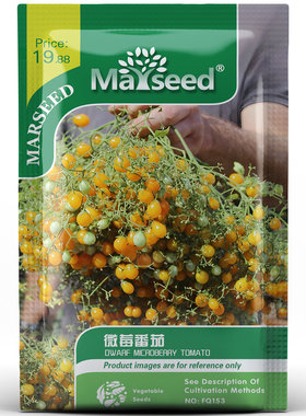 超高产黄色千花型微莓番茄种孑子籽 小巧可爱清甜可口庭院易种植