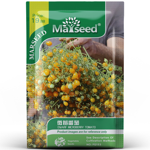 超高产黄色千花型微莓番茄种孑子籽 小巧可爱清甜可口庭院易种植