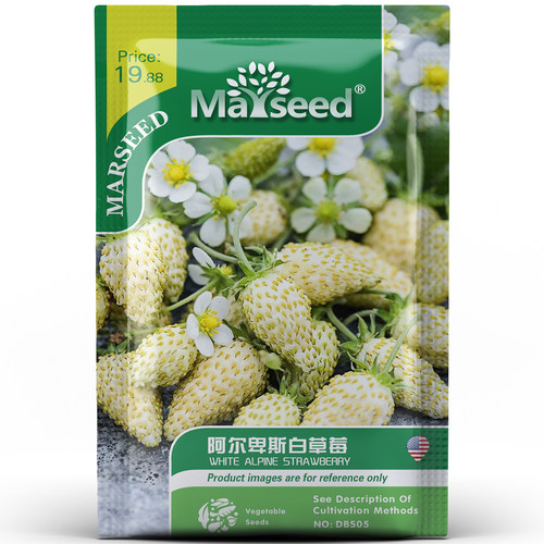 网红阿尔卑斯白高山草莓种子