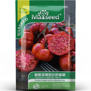 意大利风味科斯塔佛罗伦萨番茄风味浓郁高产蔬菜春秋种子种苗A072