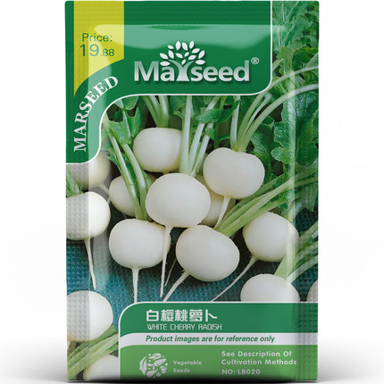 洁白通透营养丰富白樱桃萝卜种子种苗爽脆多汁清甜健康蔬菜B189