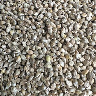 鹦鹉稗子草籽鸟食珍珠鸟食雀鸟文鸟粮草种子水稗子野生鸟粮草种子