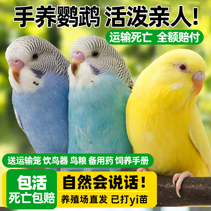 鹦鹉活鸟活物虎皮鹦鹉会学说话的鸟类宠物鸟云斑小型家养小鸟活体